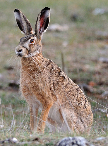 european hare